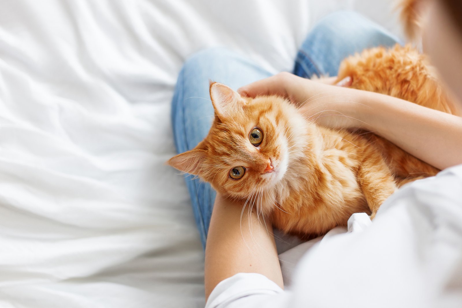 Humores Felinos MedCat